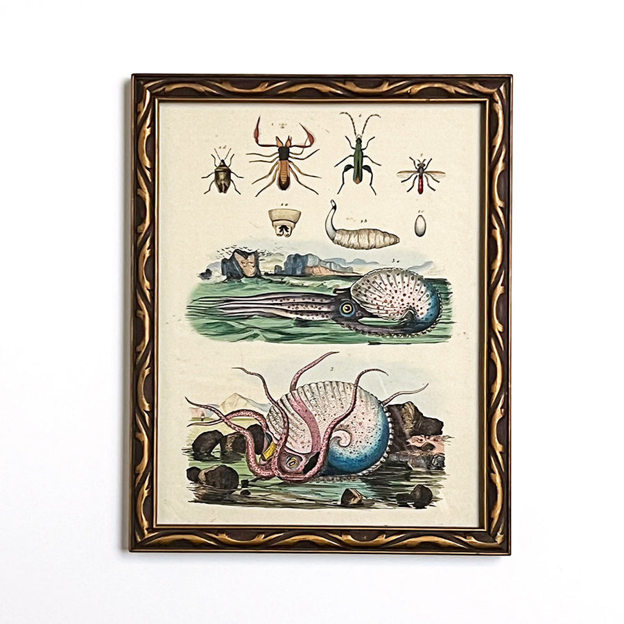 Squid and Insects Original Hand-Colored French Engraving in Vintage Frame