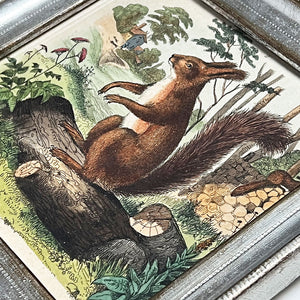Squirrel Original Hand-Colored French Engraving Vintage Art