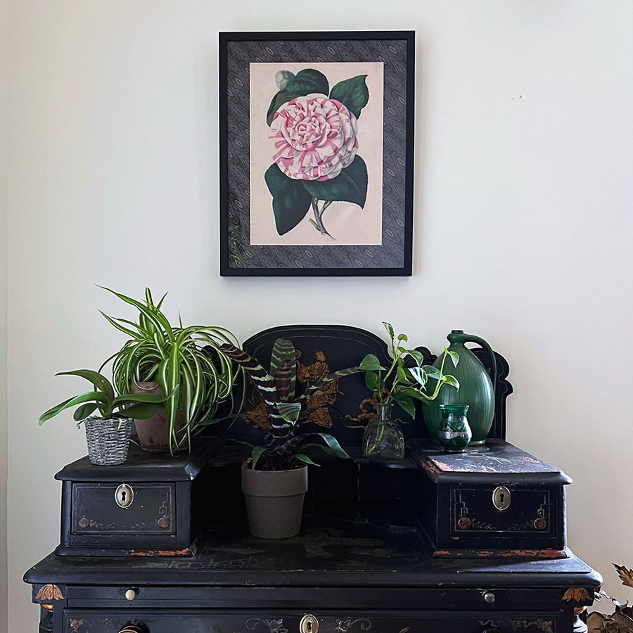 Striped Camellia Fine Art Print