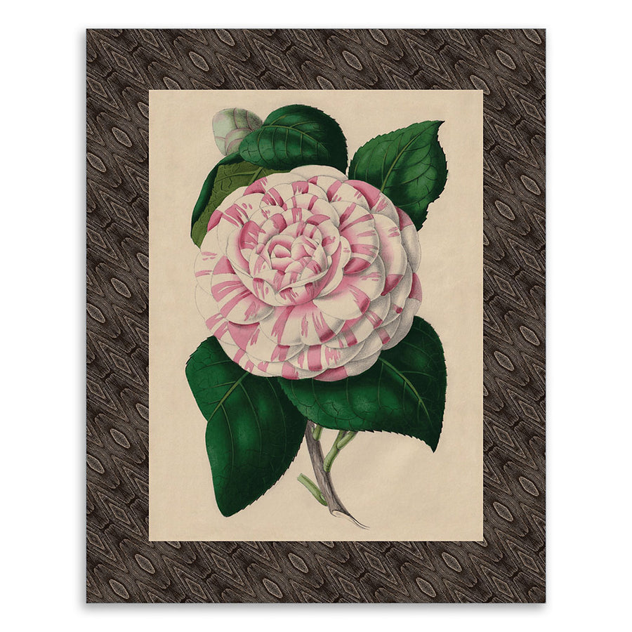 PATCH NYC Striped Camellia Fine Art Print