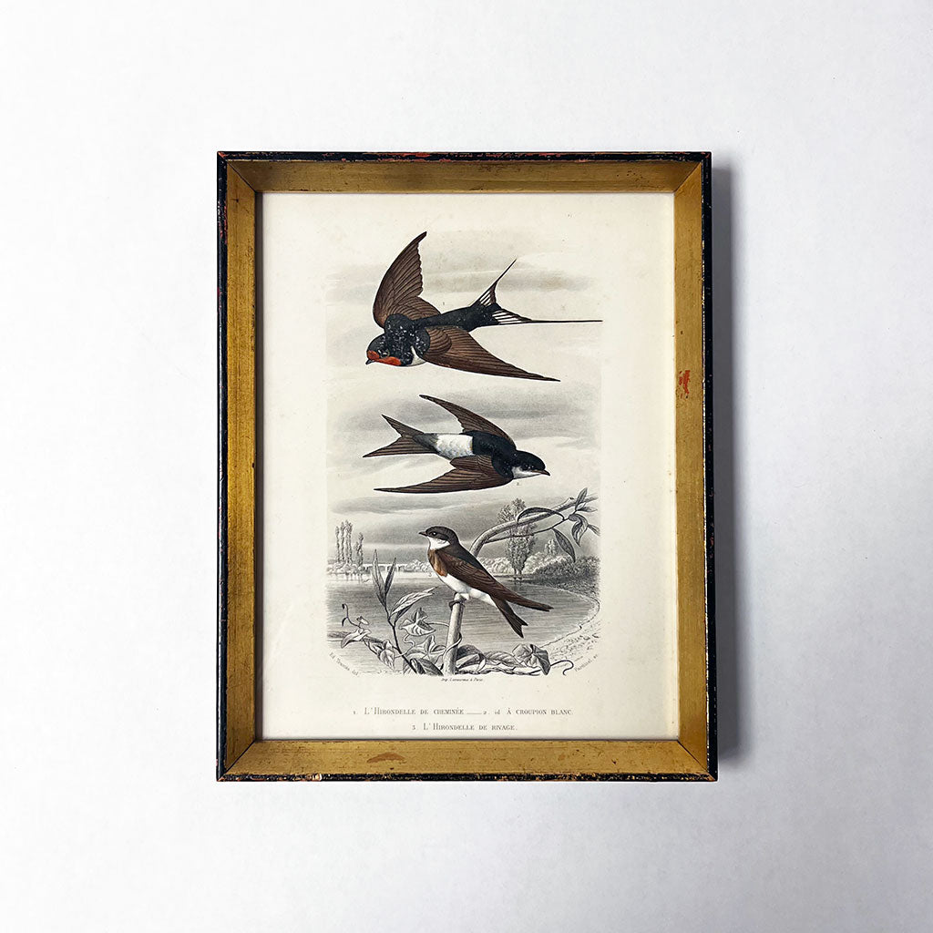 Original bird engraving, selling 