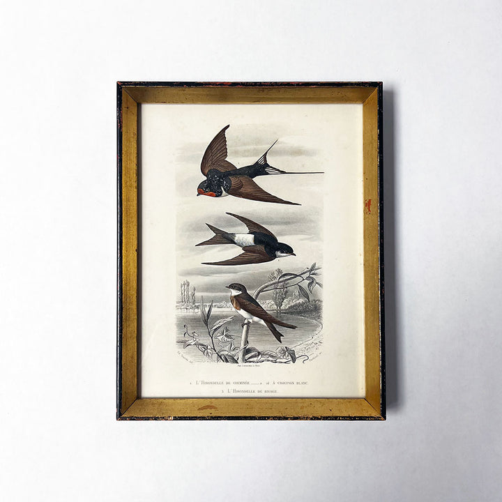 L'Hirondelle (The Swallows) Original Hand-Colored French Engraving in Vintage Frame