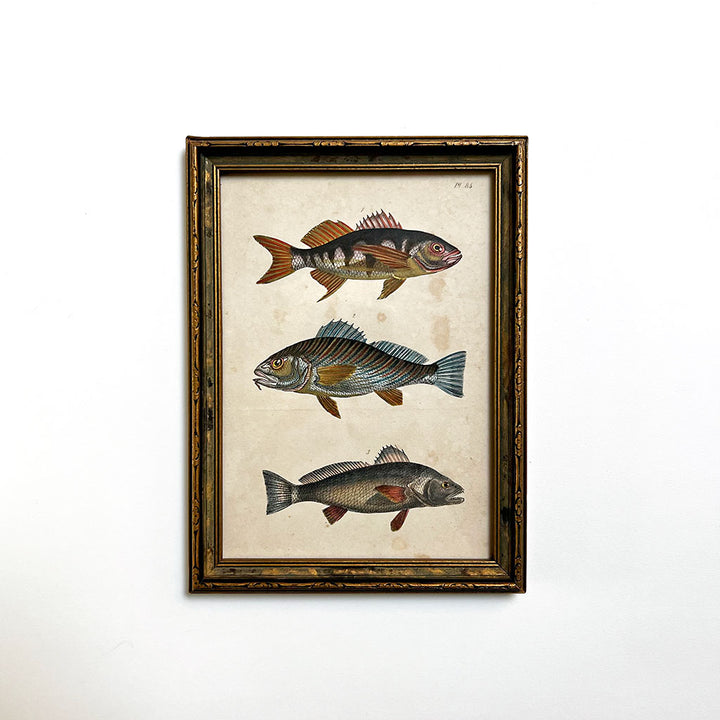 Three Fishes Original Hand-Colored French Engraving in Vintage Frame