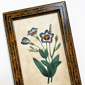 Tall Eustoma Original Hand-Colored Engraving in Vintage Frame