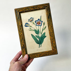 Tall Eustoma Original Hand-Colored Engraving in Vintage Frame