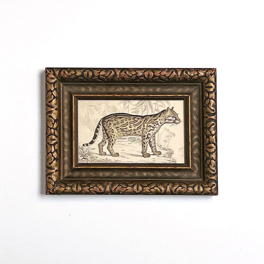 Wild Cat Original French Engraving  in Vintage Frame