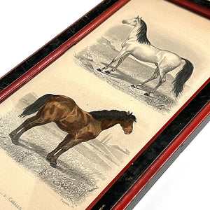 Two Horses (Caballo Arabe & Caballo Percheron) Original Hand-Colored French Engraving  in Vintage Frame