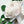 Paper White Camellia Stem by The Green Vase