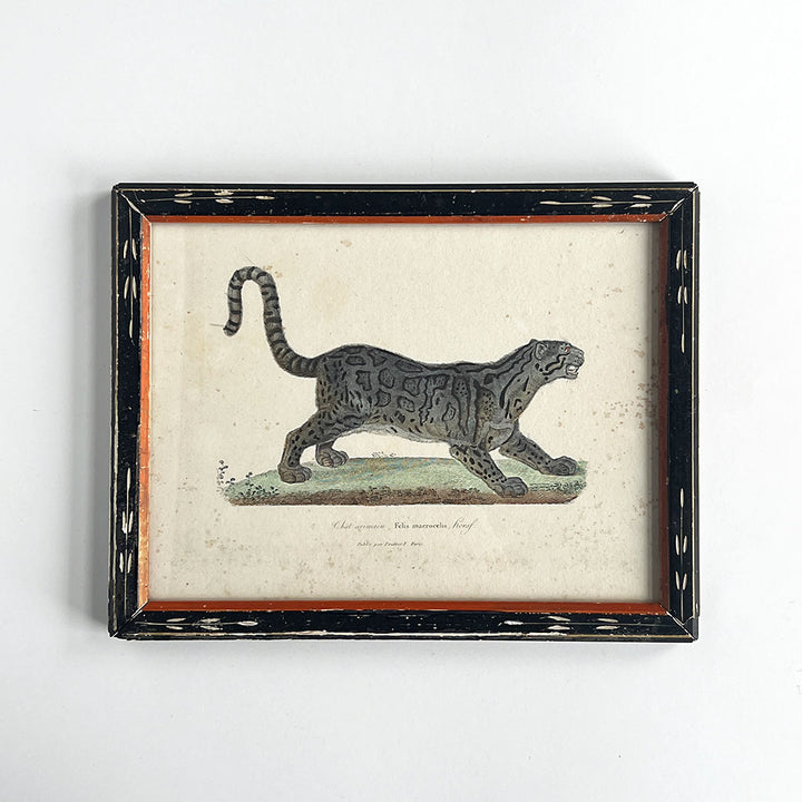Leopard (Felis Macrocelis) Original Hand-Colored French Engraving  in Vintage Frame