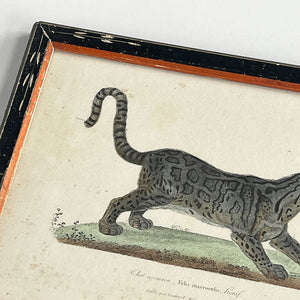 Leopard (Felis Macrocelis) Original Hand-Colored French Engraving  in Vintage Frame