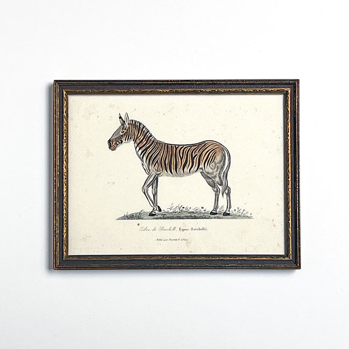 Zebra (Equus Burchelli) Original Hand-Colored French Engraving  in Vintage Frame