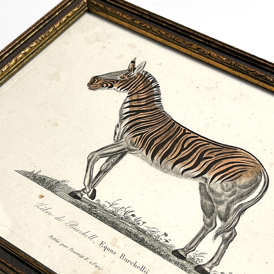 Zebra (Equus Burchelli) Original Hand-Colored French Engraving  in Vintage Frame