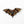 Brown Bat Embroidered Pin